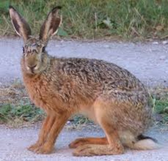 Hare