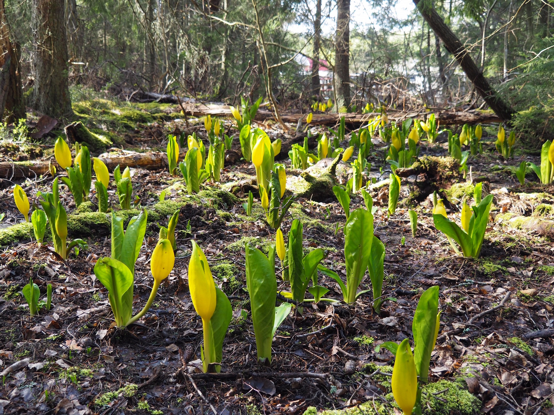 Bild på Gul skunkkalla 