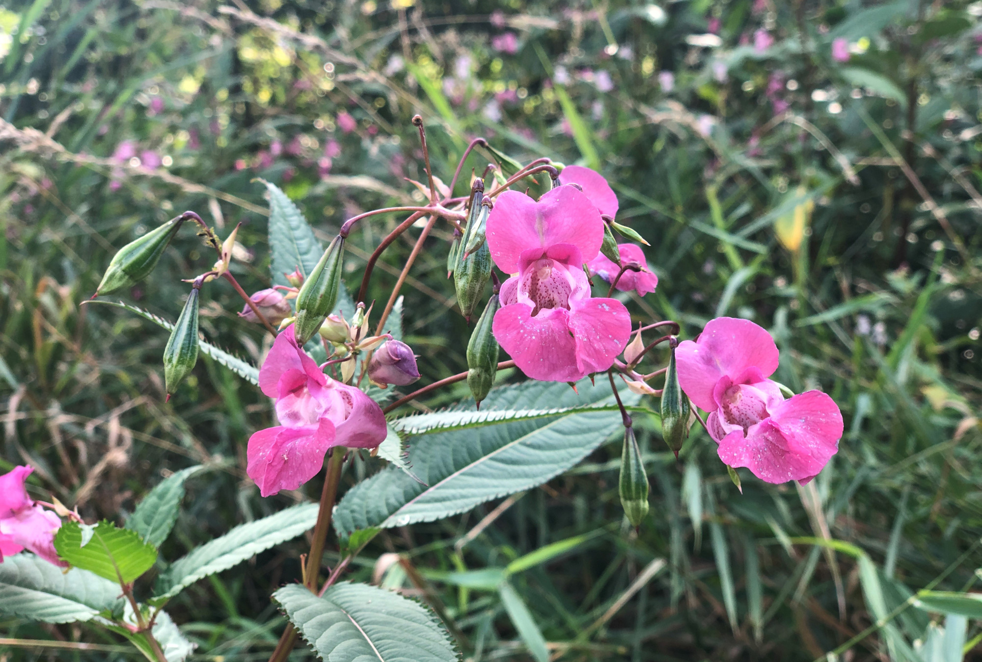 Bild på en Jättebalsamin