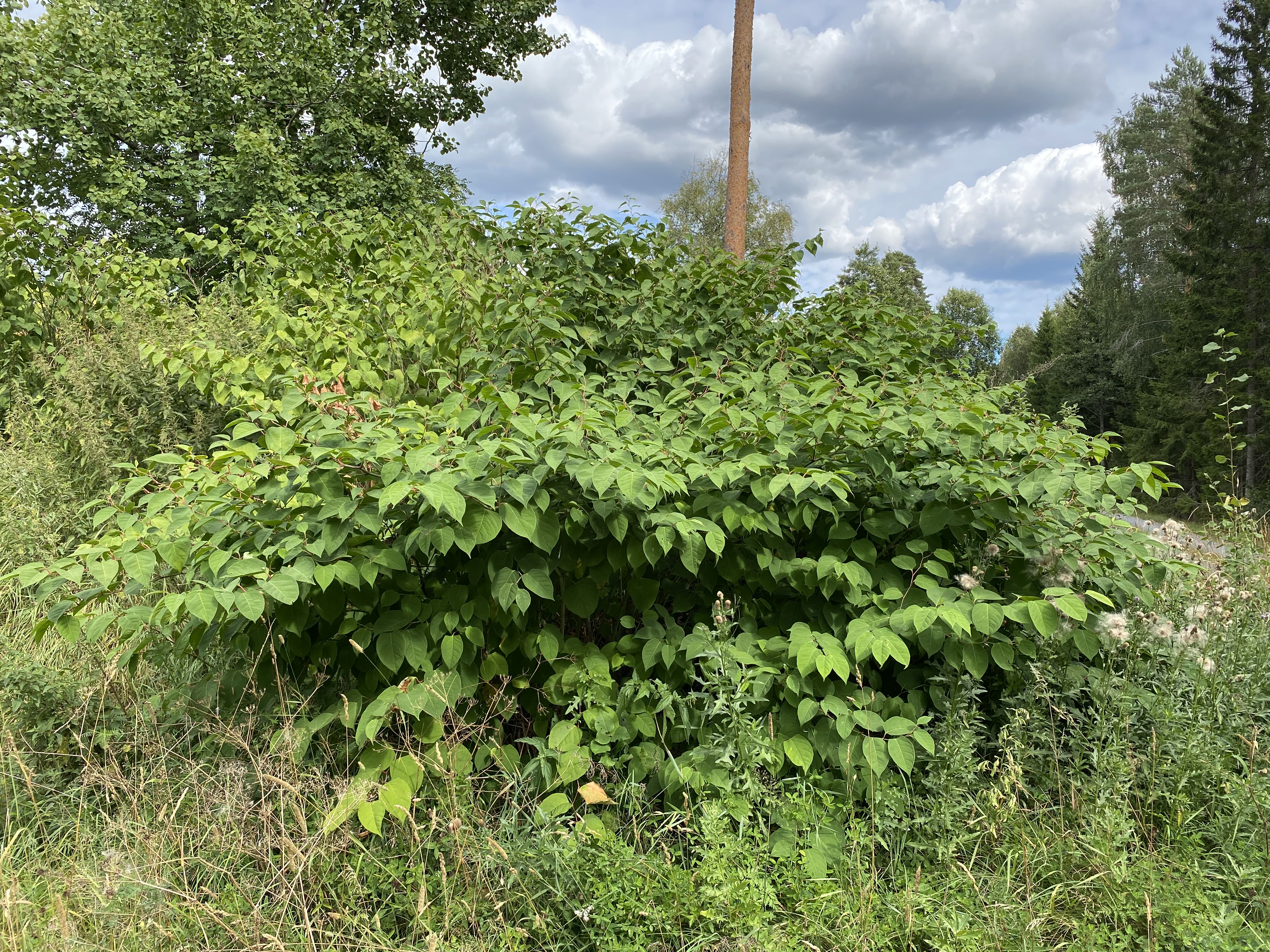 Bild på Parkslidebestånd