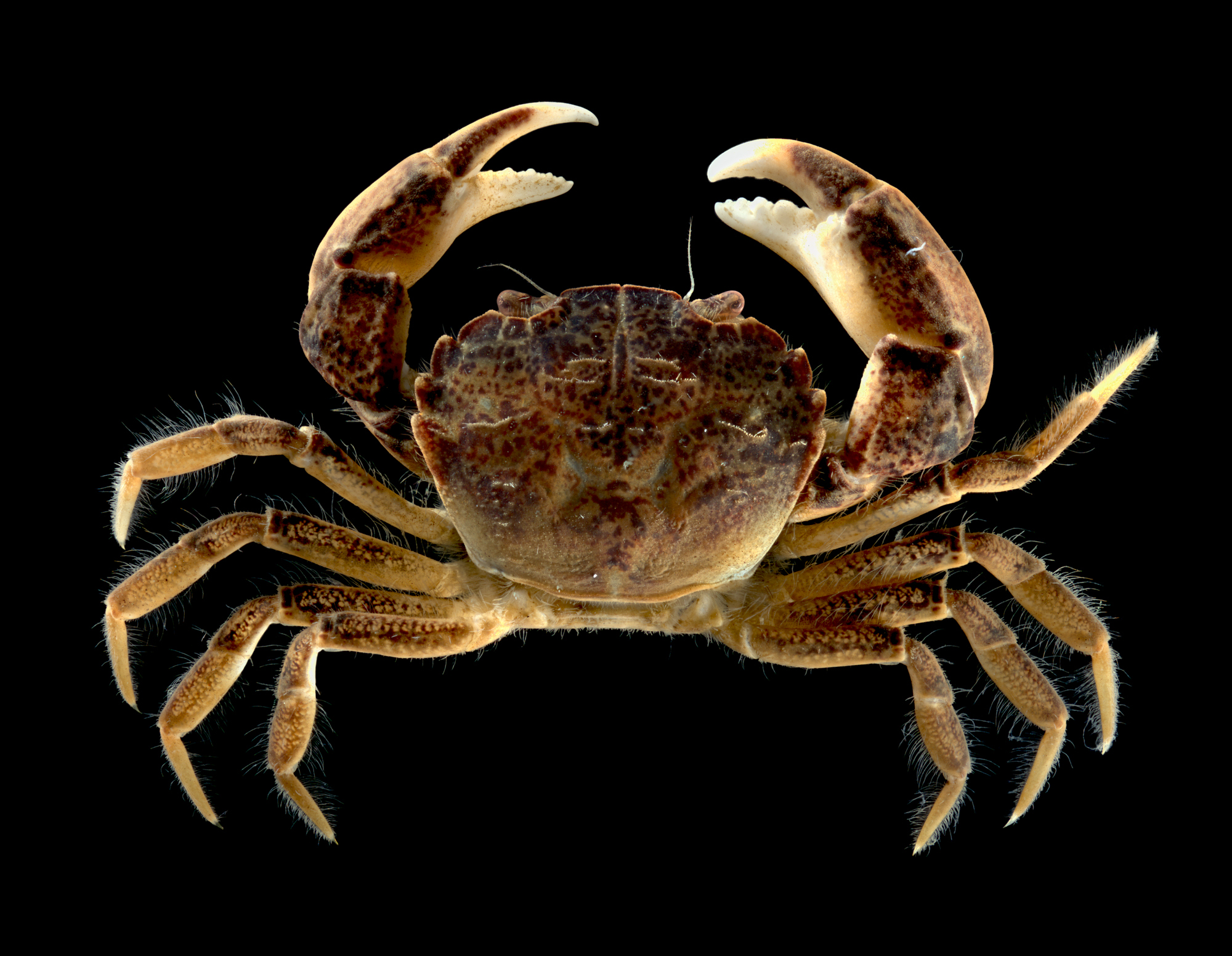 Bild på Vitfingrad brackvattenkrabba 