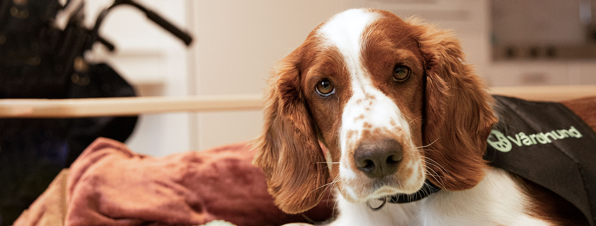 Brunvit hund med vårdhundstäcke. 
