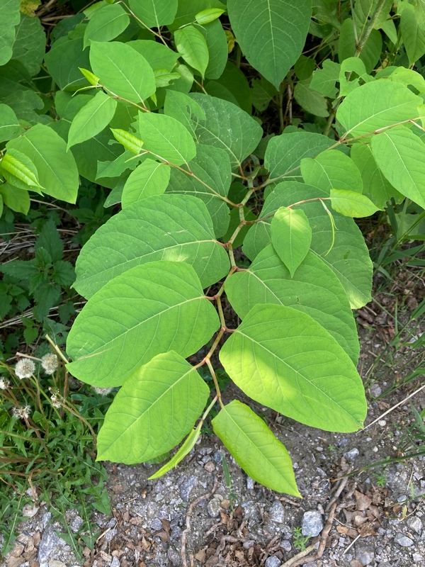 Bild på blad av parkslide