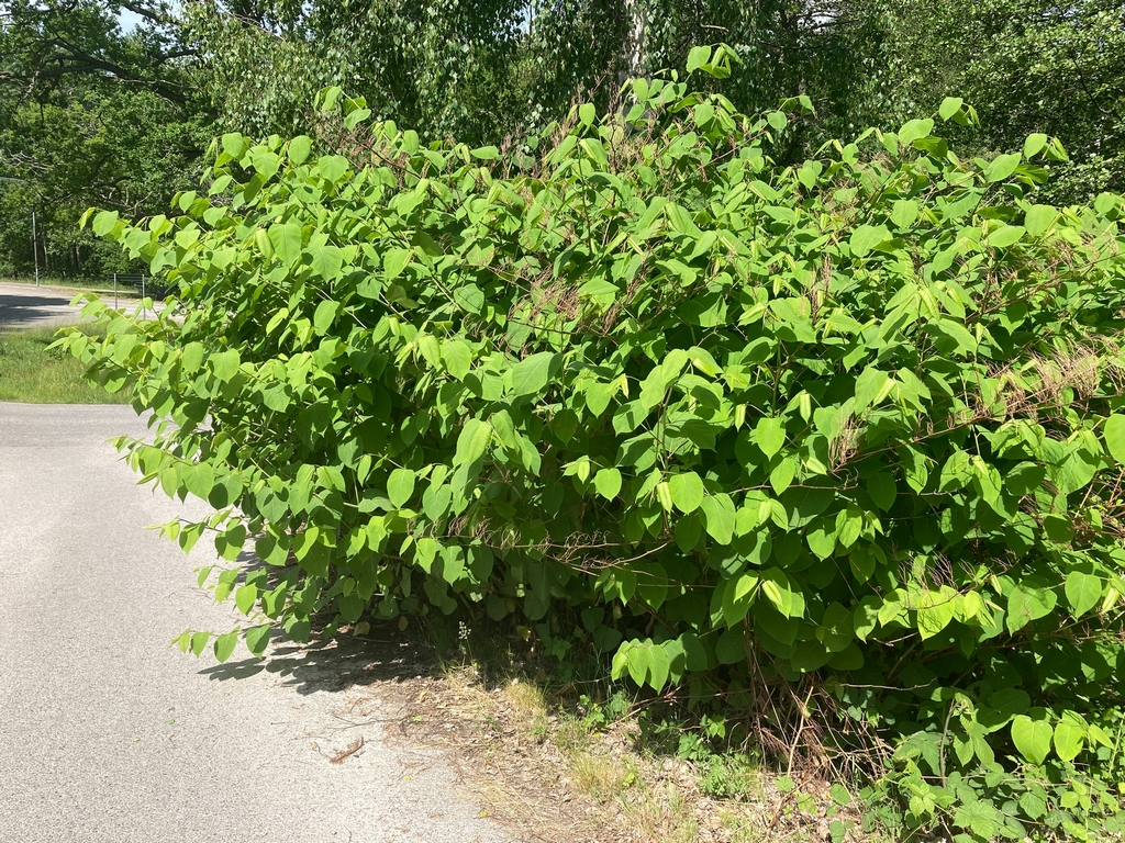 Bild på bestånd med parkslide