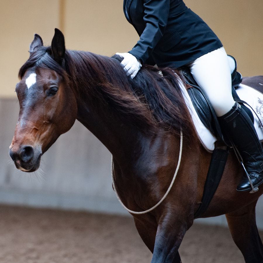 Häst och en ryttare.