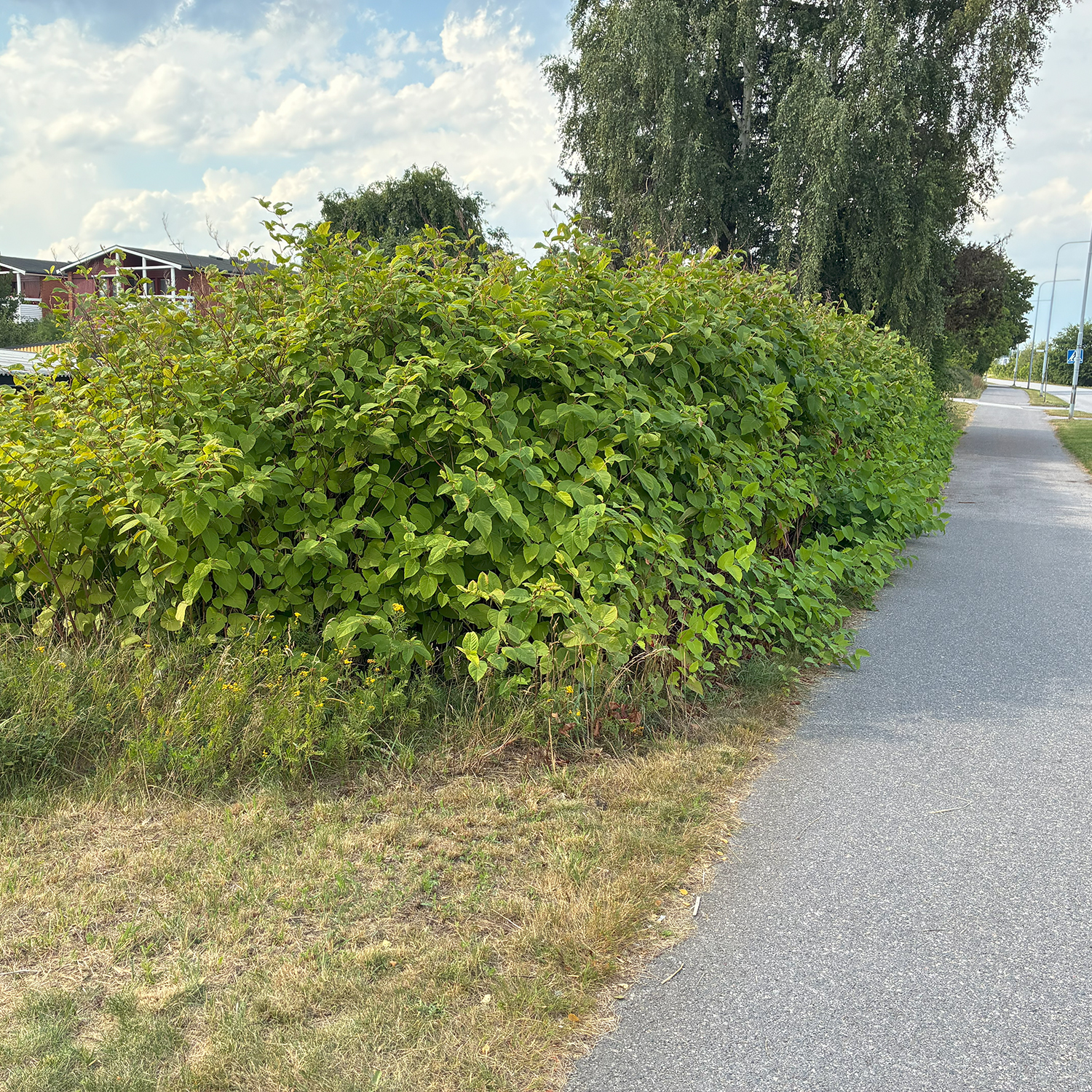 bild på parkslide vid en cykelväg