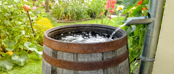 Regnvattentunna i trädgård. 