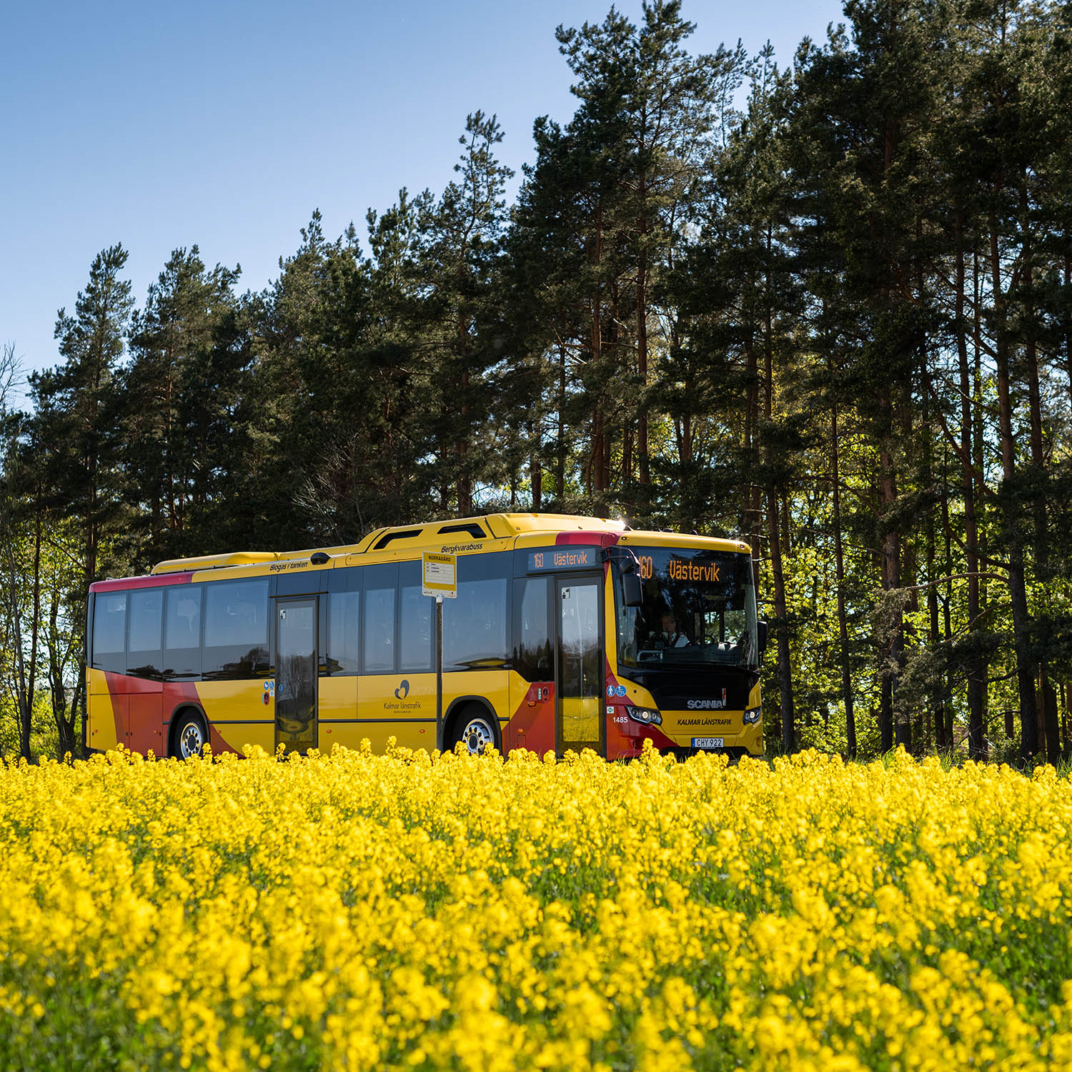 KLT-buss vid hållplats bakom rapsfält