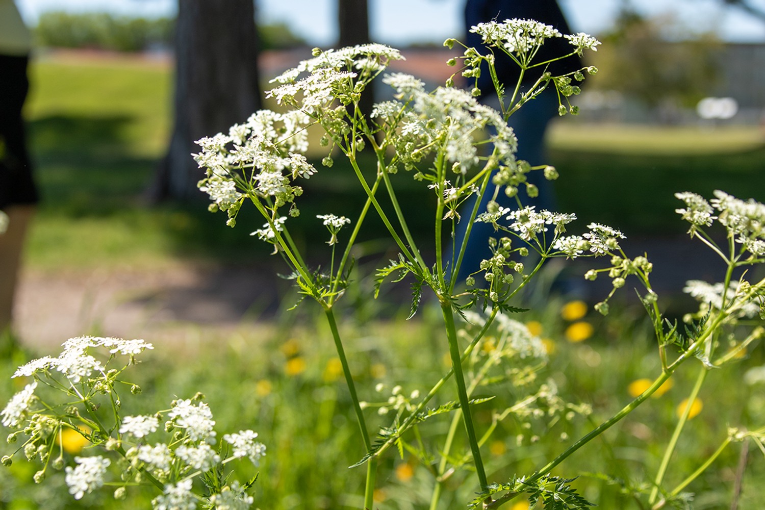 Hundkex som vajar i solen.