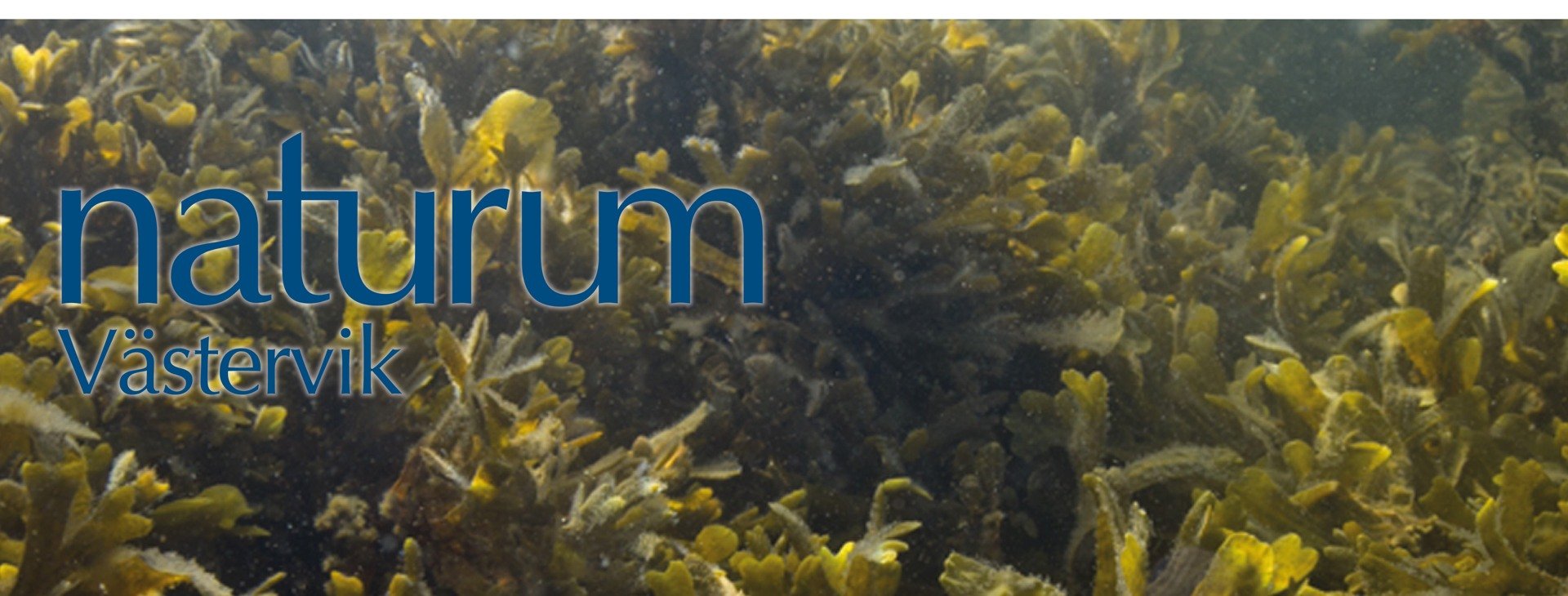 blåstång under ytan.