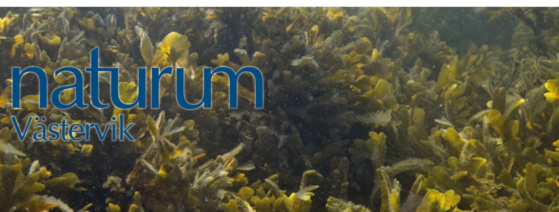 blåstång under ytan