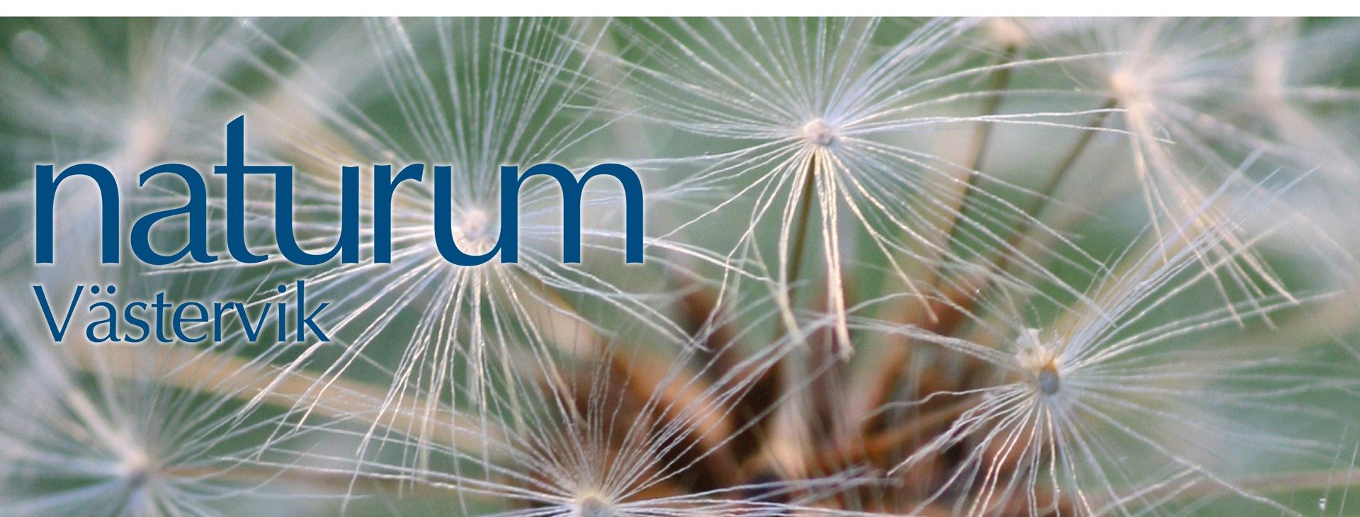 Maskros i fröställning.