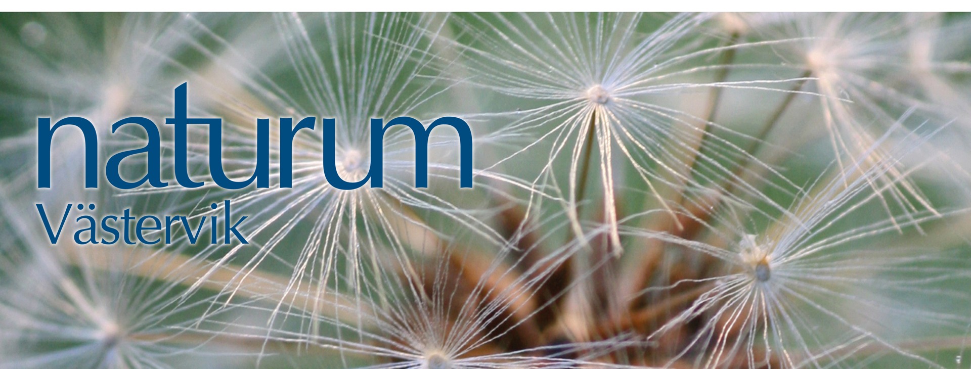 Maskros i fröställning.