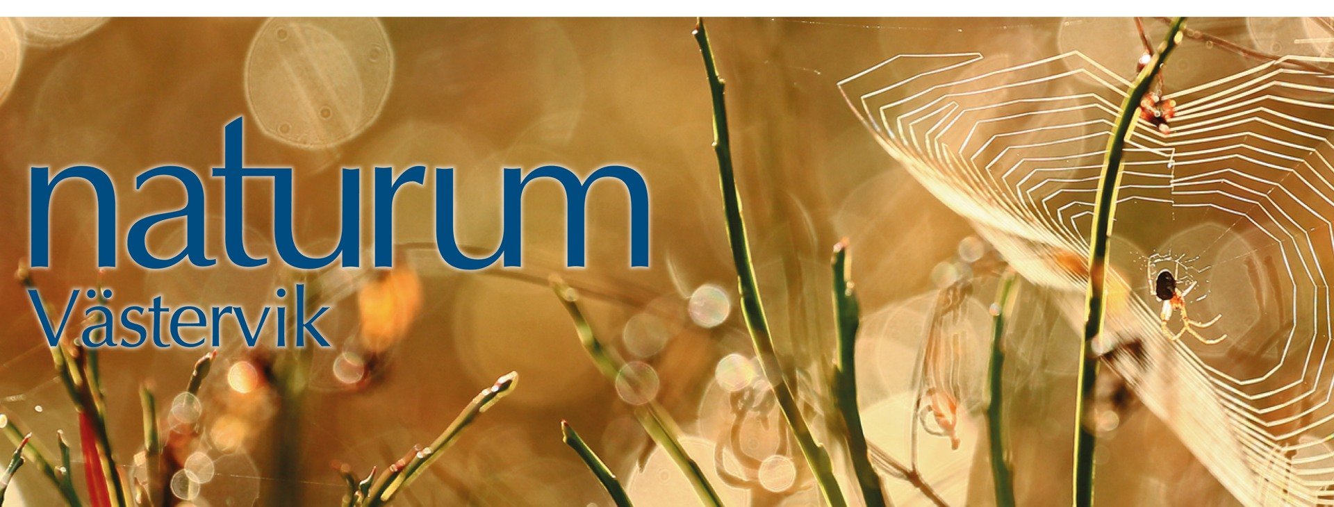 Blåbärsris med spindelnät.