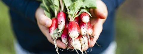 Rädisor i hand.